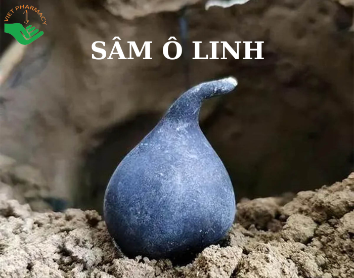 Sâm Ô Linh có tác dụng gì? Giá bao nhiêu 1kg?